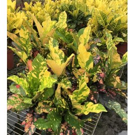 花花世界_綠籬植物--靚彩變葉木Croton--變色葉/8吋盆/高40-60cm/Ts