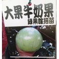 花花世界 水果苗 綠色大果牛奶果 嫁接苗 星蘋果 3 5 吋盆 高 30 45 公分 ts