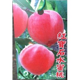 花花世界_水果苗--紅寶石水蜜桃--新品種/4吋盆/高40-60公分/Ts