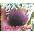 花花世界 水果苗 紫色大果牛奶果 星蘋果 3 5 吋盆 高 30 45 公分 ts