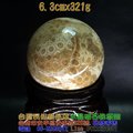 珊瑚玉球/菊花玉化石~6.3cm