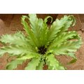 花花世界 蕨類植物 波浪山蘇 觀葉植物 5 吋盆 高 10 20 cm ts