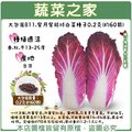 【蔬菜之家】大包裝B11.紫月紫結球白菜種子0.2克(約60顆) 種子 園藝 園藝用品 園藝資材 園藝盆栽 園藝裝飾