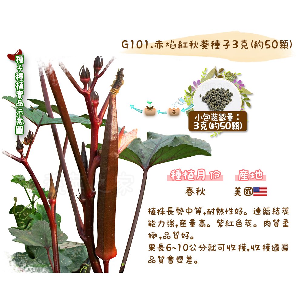 【蔬菜之家】G101.赤焰紅秋葵種子3克(約50顆)種子 園藝 園藝用品 園藝資材 園藝盆栽 園藝裝飾