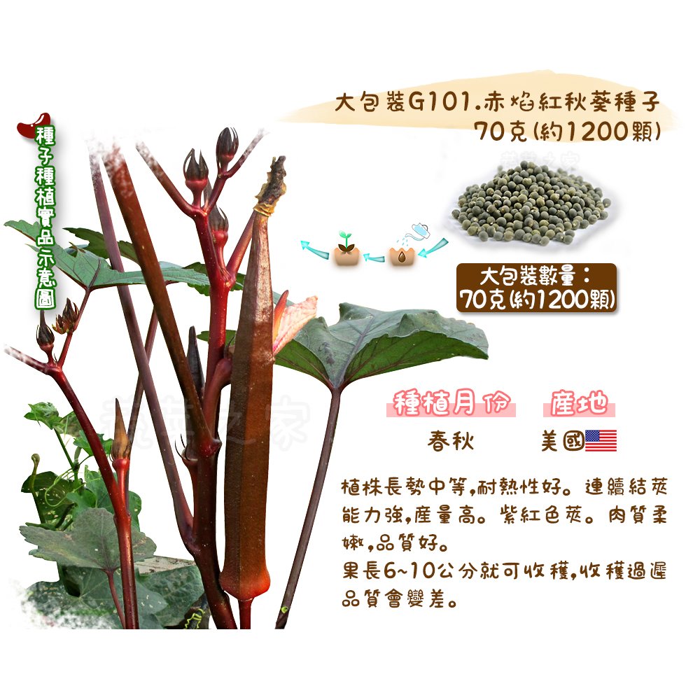 【蔬菜之家】大包裝G101.赤焰紅秋葵種子70克(約1200顆) 種子 園藝 園藝用品 園藝資材 園藝盆栽 園藝裝飾