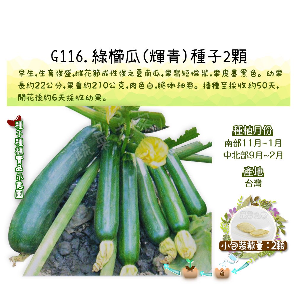 【蔬菜之家】G116.綠櫛瓜(輝青)種子2顆 種子 園藝 園藝用品 園藝資材