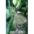 花花世界 水果苗 ch 28 紅金寶波羅蜜 馬來西亞冠軍品種 4 吋盆 高 30 40 公分 ts
