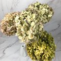 進口乾燥天然繡球花-乾燥花圈 乾燥花束 拍照道具 手作素材 室內擺飾 乾燥花材 鄉村風-268元/朵