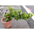 花花世界 觀葉喬木 金鑽羅漢松 美型 常綠喬木 好種植 6 吋盆苗 高 30 35 公分 tm
