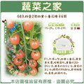 【蔬菜之家】G83.粉愛2號粉果小番茄種子6顆 種子 園藝 園藝用品 園藝資材 園藝盆栽 園藝裝飾