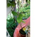 花花世界 水果苗 布福娜果 巨果一號 新品種 外觀像鳳梨 4 吋盆 高 30 cm ts