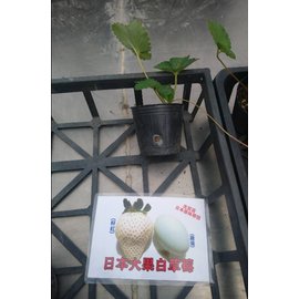 花花世界_水果果苗--日本大果白草莓--籽紅.大果/3吋盆/10-15公分/Ts
