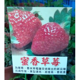 花花世界_水果果苗--蜜香草莓--果實好吃香甜/3吋盆/高8-15公分/Ts