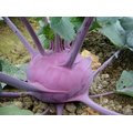 【大包裝蔬菜種子】紫玉結頭菜~脆嫩爽口，不易木質化，定植後約65~70天採收。