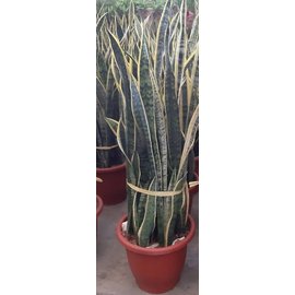 花花世界_室內植物--虎尾蘭--又名虎皮蘭/一尺歐盆/高100-120cm/Ts