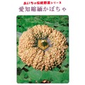 【日本進口蔬菜種子】愛知縮緬南瓜~是日本愛知縣的特產，果實約2.5公斤，扁平。皮膚上有獨特的褶皺，果肉質地粘稠
