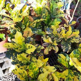 花花世界_綠籬植物--靚彩變葉木Croton--變色葉/6吋盆/TC
