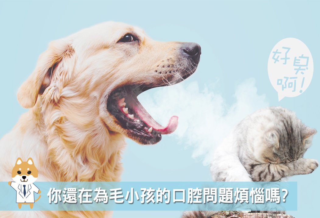 日本共立製藥 口益適dentalbio 犬貓保健品口腔益生菌 Pchome商店街 台灣no 1 網路開店平台