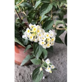 花花世界_綠籬植物--馬櫻丹(白色)--超易開花適應力佳/6吋盆/ 高20-30公分 /TS