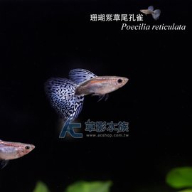 【AC草影】珊瑚紫草尾孔雀（對魚）【一對】