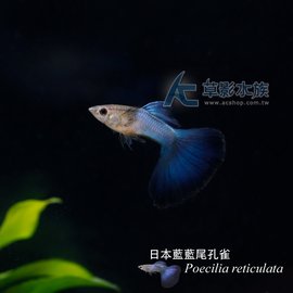 【AC草影】日本藍藍尾孔雀（對魚）【一對】