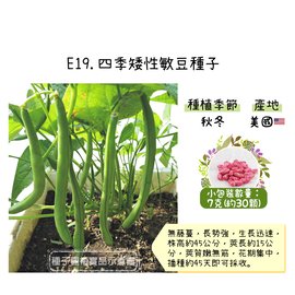 【蔬菜之家】E19.四季矮性敏豆種子7克(約30顆)種子 園藝 園藝用品 園藝資材 園藝盆栽 園藝裝飾