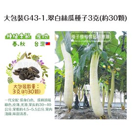 【蔬菜之家】大包裝G43-1.翠白絲瓜種子3克(約30顆) 種子 園藝 園藝用品 園藝資材 園藝盆栽 園藝裝飾