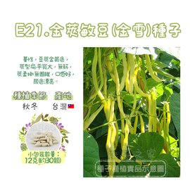 【蔬菜之家】E21.金莢敏豆(金雪)種子12克(約30顆)種子 園藝 園藝用品 園藝資材 園藝盆栽 園藝裝飾