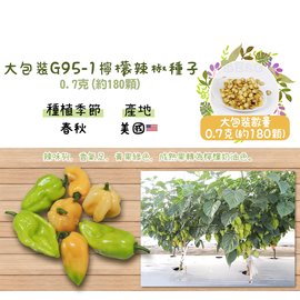 【蔬菜之家】大包裝G95-1.檸檬辣椒種子0.7克(約180顆) 種子 園藝 園藝用品 園藝資材 園藝盆栽 園藝裝飾
