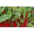 【蔬菜種子】紅色瑞士甜菜~~莖梗鮮紅漂亮。