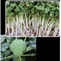 【蔬菜種子】養生青花菜苗種子~~富有豐富花青素，適合有機栽培，生食或打汁