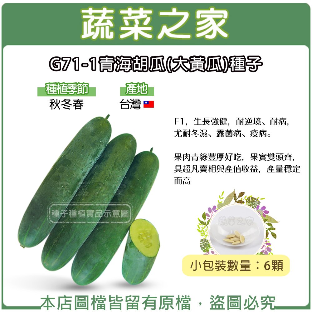 【蔬菜之家】G71-1青海胡瓜(大黃瓜)種子6顆 種子 園藝 園藝用品 園藝資材 園藝盆栽 園藝裝飾