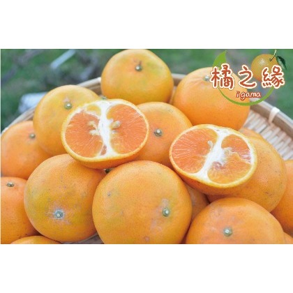 【5斤禮盒6盒組】東勢橘之緣明正里茂谷柑-27A等級