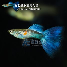 【AC草影】古老品系藍尾孔雀（對魚）【一對】FAD01183