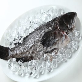【華得水產】青斑石斑魚4尾(400-490g/尾)