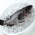 【華得水產】青斑石斑魚 4 尾 400 490 g 尾