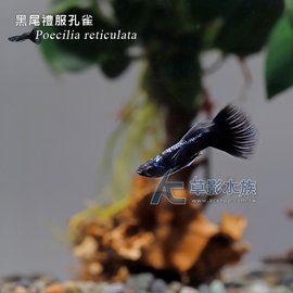 【AC草影】黑尾禮服孔雀（對魚）【兩隻】ECS010453