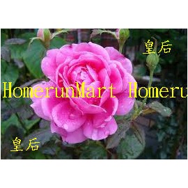 Zwq皇后爬藤玫瑰種子5粒四季開花蔓藤薔薇種子爬藤玫瑰花種子流星雨藍絲帶托斯卡尼白蘭地維西利亞七彩蔓藤薔薇花種子 35元 Pchome商店街 台灣no 1 網路開店平台