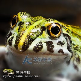 【AC草影】非洲牛蛙【一隻】ECS010469
