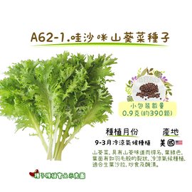 【蔬菜之家】A62-1.哇沙咪山葵菜種子 0.9克(約390顆) 種子 園藝 園藝用品 園藝資材 園藝盆栽 園藝裝飾