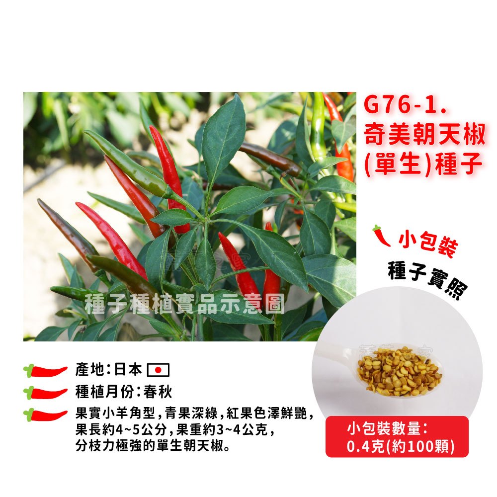 【蔬菜之家】G76-1.奇美朝天椒(單生)種子0.4克(約100顆) 種子 園藝 園藝用品 園藝資材 園藝盆栽 園藝裝飾