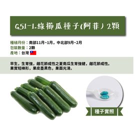 【蔬菜之家】G51-1.綠櫛瓜種子(阿菲)2顆 種子 園藝 園藝用品 園藝資材 園藝盆栽 園藝裝飾