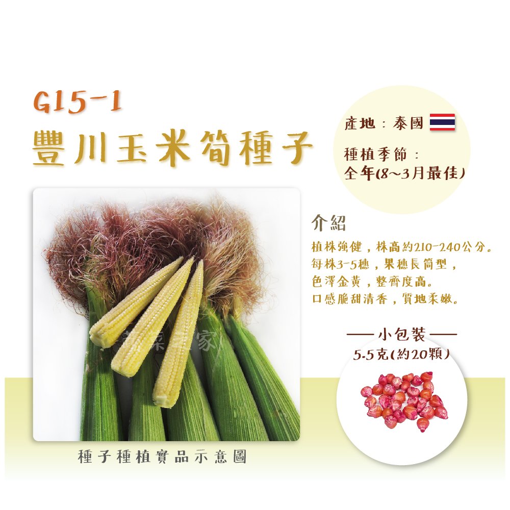 【蔬菜之家】G15-1豐川玉米筍種子5.5克(約20顆)(有藥劑處理) 種子 園藝 園藝用品 園藝資材
