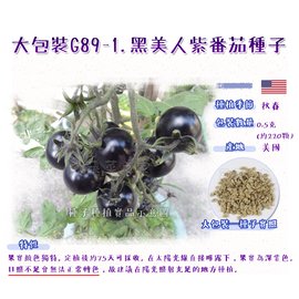 【蔬菜之家】大包裝G89-1.黑美人紫番茄種子0.5克(約220顆) 種子 園藝 園藝用品 園藝資材 園藝盆栽 園藝裝飾