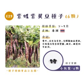 【蔬菜之家】E23.紫蝶紫翼豆種子6顆 種子 園藝 園藝用品 園藝資材 園藝盆栽 園藝裝飾