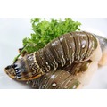 【冷凍蝦蟹類】龍蝦尾(3盎司/約90g±5g/尾)~海鮮之王