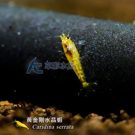 【AC草影】黃金剛水晶蝦【兩隻】FBA01040