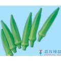 《農友種苗》精選蔬果種子 HV-011黃秋葵(清福)
