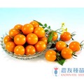 《農友種苗》精選蔬果種子 HV-029番茄(金珠)