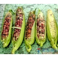 《農友種苗》精選蔬果種子 HV-051玉米(黑美珍)